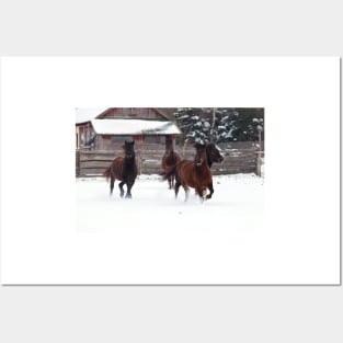 Four horses galloping on winter paddock Posters and Art